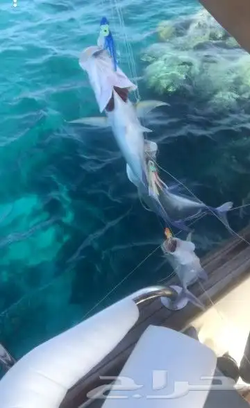 رحلات بياضه بوت مني يخت قارب سفينه 27