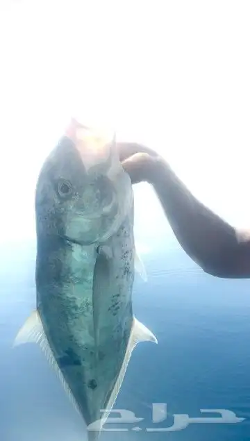 رحلات بياضه بوت مني يخت قارب سفينه 25