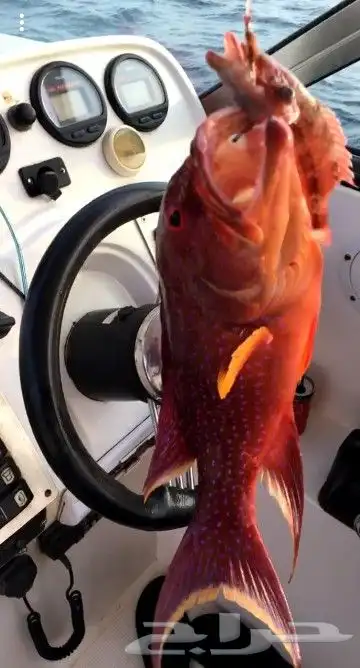 رحلات بياضه بوت مني يخت قارب سفينه 33