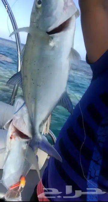 رحلات بياضه بوت مني يخت قارب سفينه 26