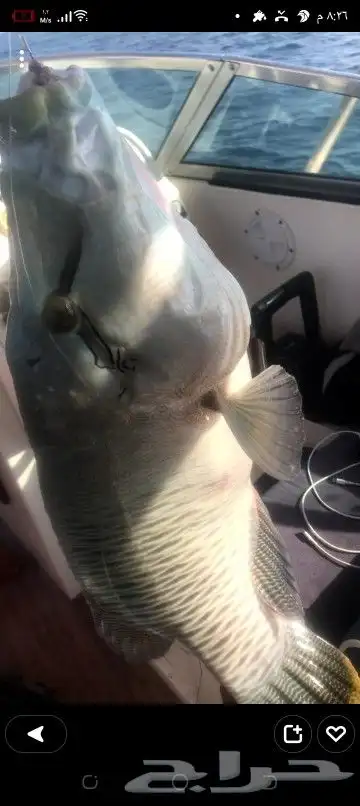 رحلات بياضه بوت مني يخت قارب سفينه 34