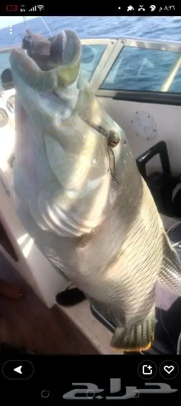 رحلات بياضه بوت مني يخت قارب سفينه 31