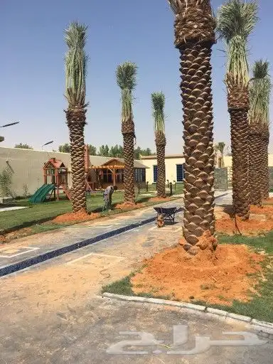 مقاول نخيل تكريب وتوريد جميع انواع النخيل 7
