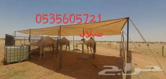 مظلة غنم ظلال للابل راويات ماء خيام باكستانيه 28