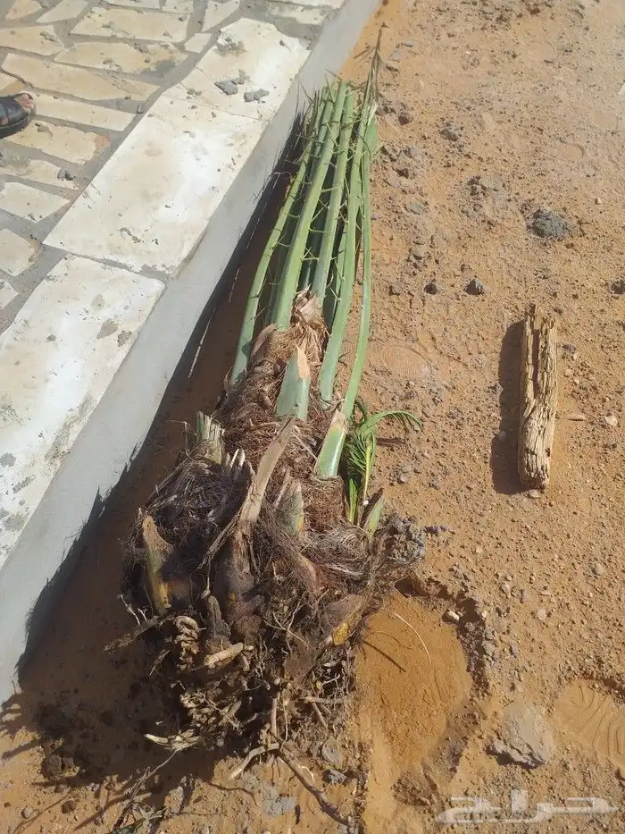 مقاول نخيل تكريب وتوريد جميع انواع النخيل 12