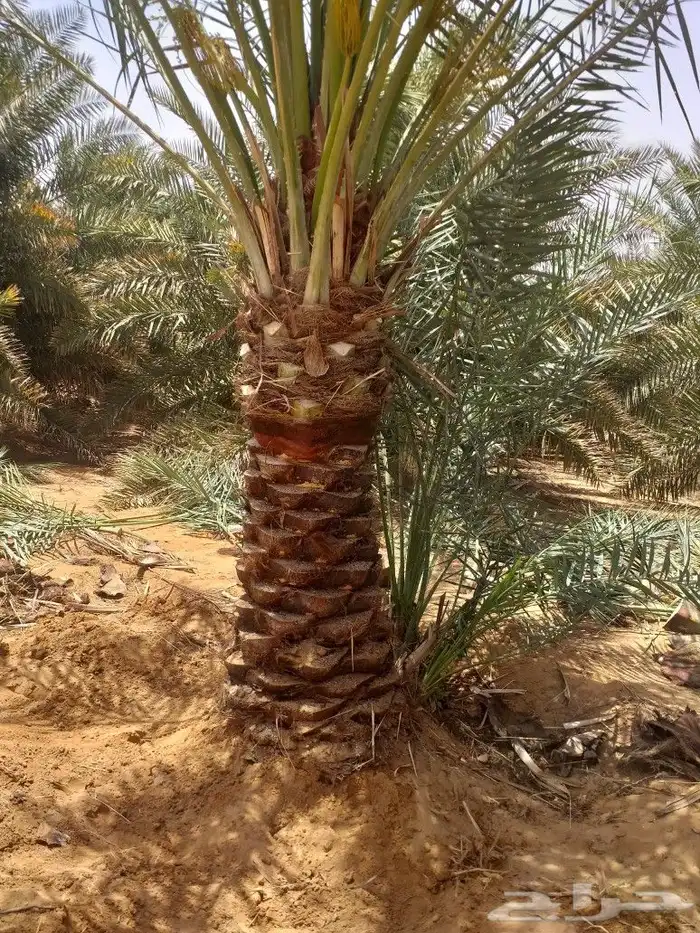 مقاول نخيل تكريب وتوريد جميع انواع النخيل 6