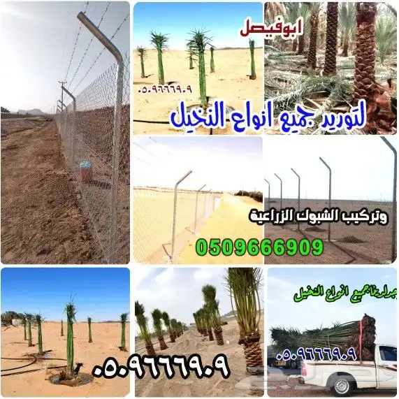 تركيب الشبوك وتوريد النخيل 0