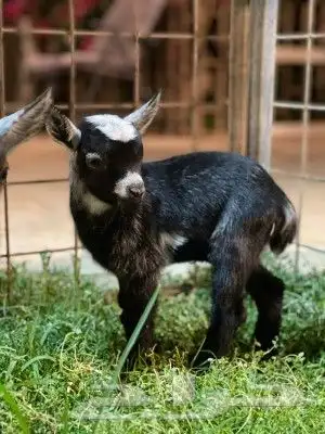 قزمي تيس تشيكي مباع بارك الله 0