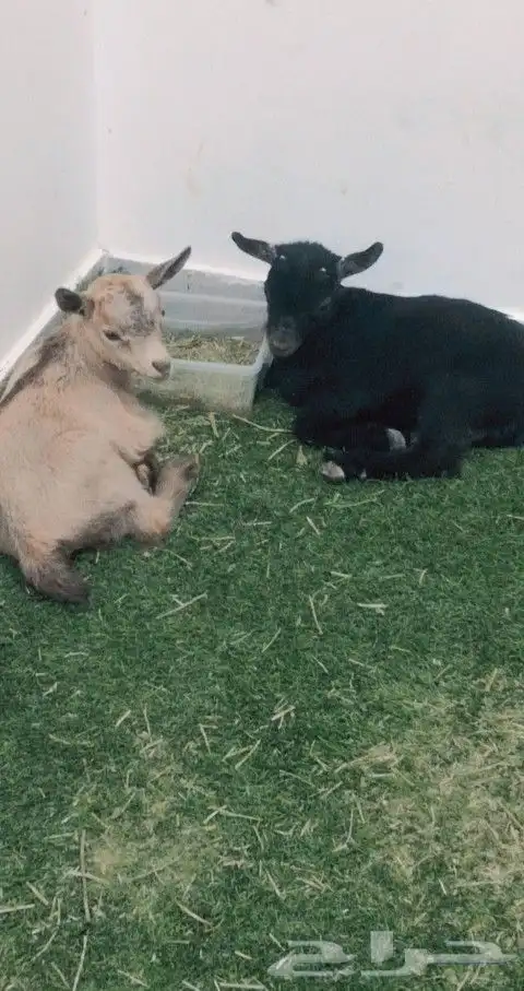 جوز قزمي تشيكي فخم من الاخر عمر 26 يوم 1