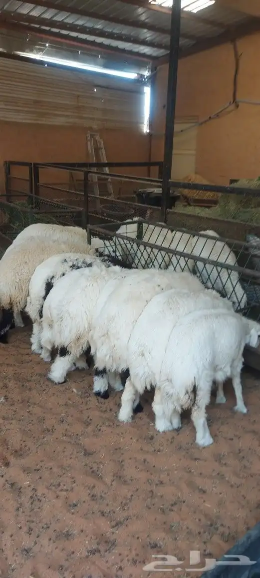 مطعم الخير يقدم خاروف سيخ على الجمر... 1