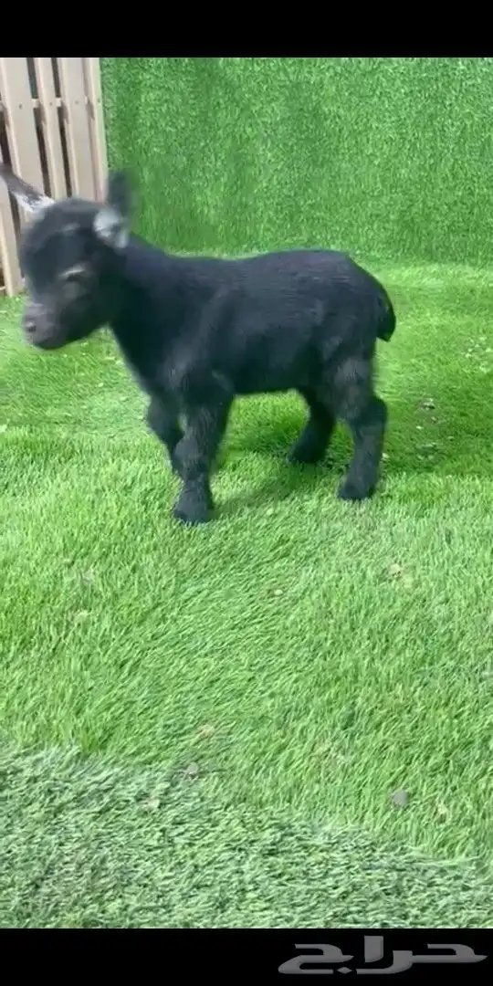 جوز قزمي تشيكي فخم من الاخر عمر 26 يوم 9