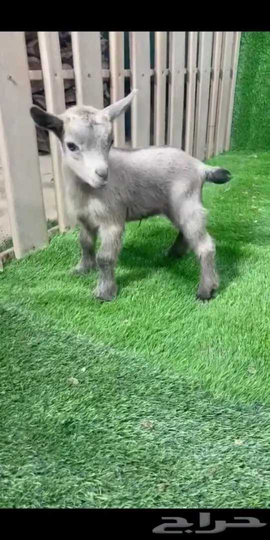 جوز قزمي تشيكي فخم من الاخر عمر 26 يوم 0