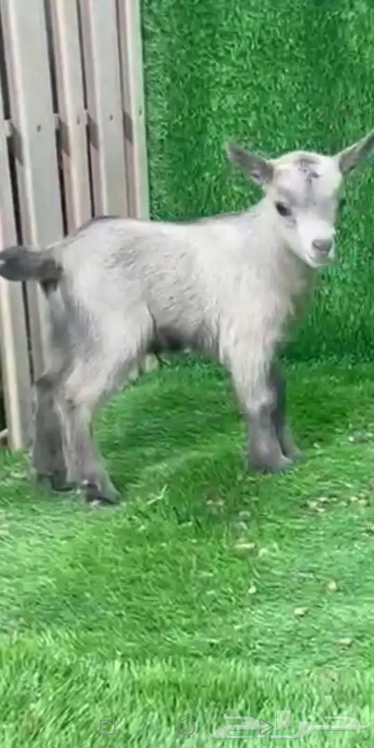 جوز قزمي تشيكي فخم من الاخر عمر 26 يوم 3