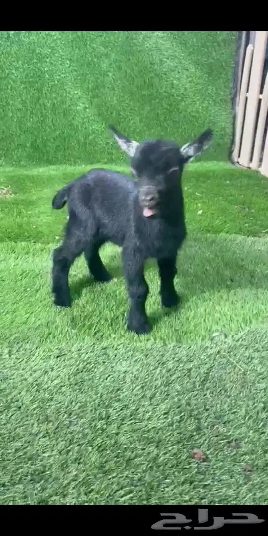 جوز قزمي تشيكي فخم من الاخر عمر 26 يوم 4