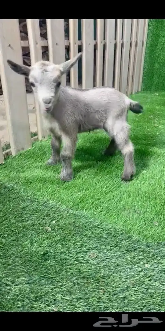 جوز قزمي تشيكي فخم من الاخر عمر 26 يوم 10