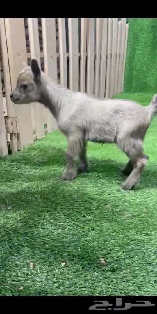 جوز قزمي تشيكي فخم من الاخر عمر 26 يوم 8