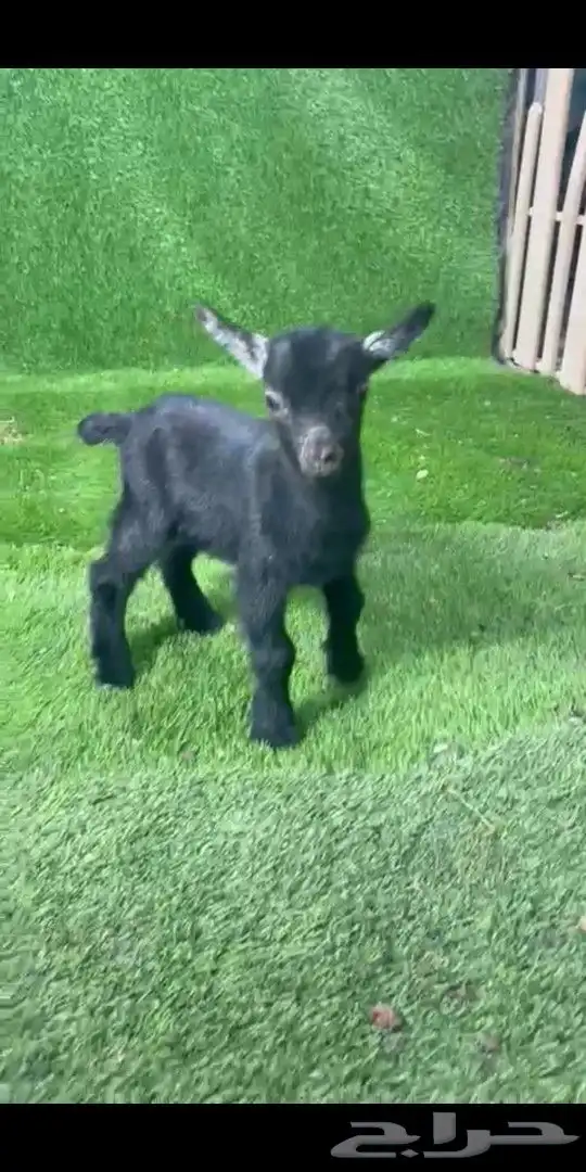 جوز قزمي تشيكي فخم من الاخر عمر 26 يوم 5