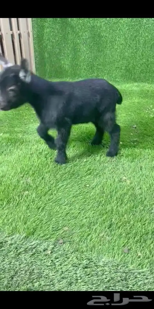 جوز قزمي تشيكي فخم من الاخر عمر 26 يوم 7