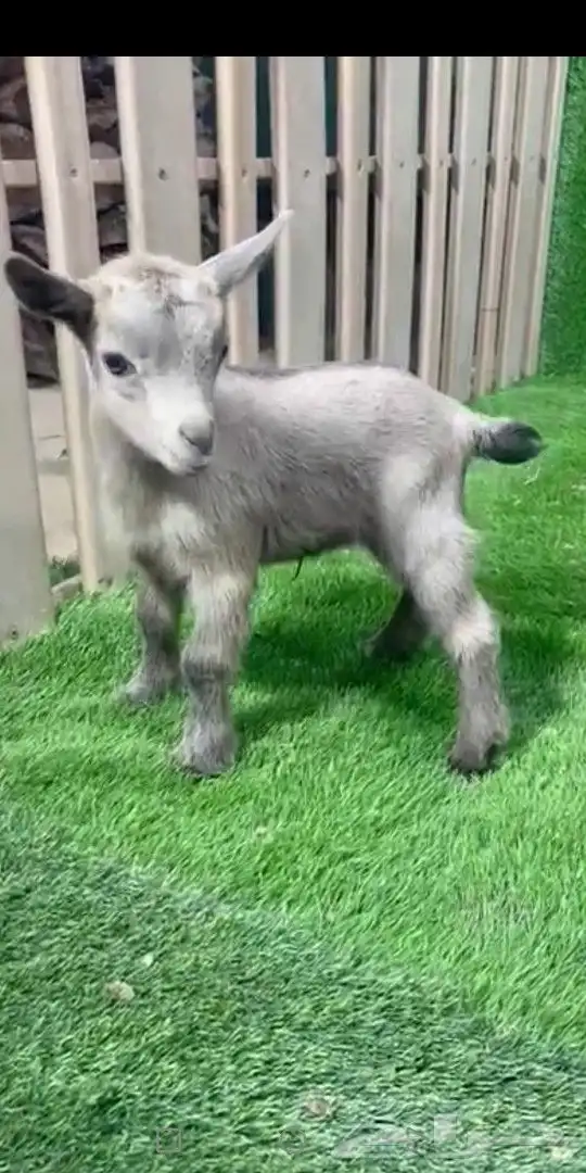 جوز قزمي تشيكي فخم من الاخر عمر 26 يوم 6