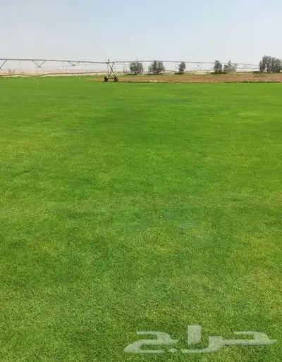 ثيل C200 درجه اولى 4
