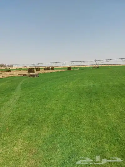 ثيل C200 درجه اولى 2