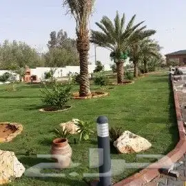 تنسيق حدائق ثيل طبيعي c2000 8