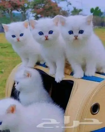 عياده بيطريه متنقله 3