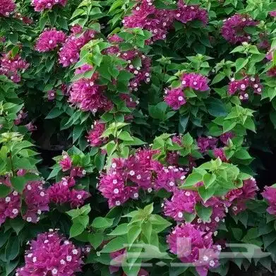 شتلات زينة وزهور منوعة بالجملة بخليص 21