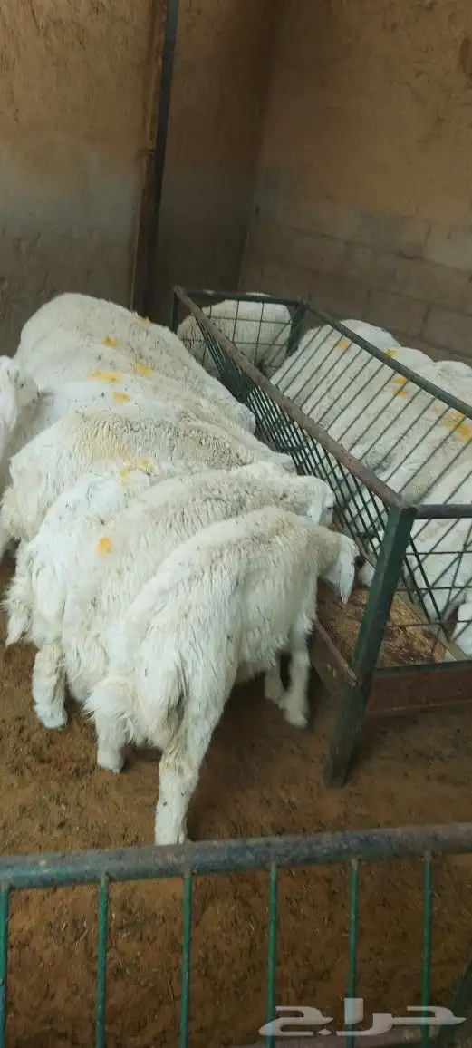 مطعم الخير يقدم خروف سيخ على الجمر 3