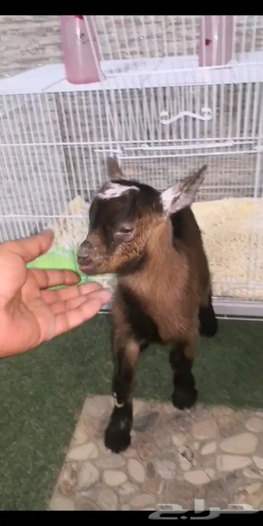 جوز ماعز قزمي تشيكي مبيوع الله يبارك لهم ولنا 3