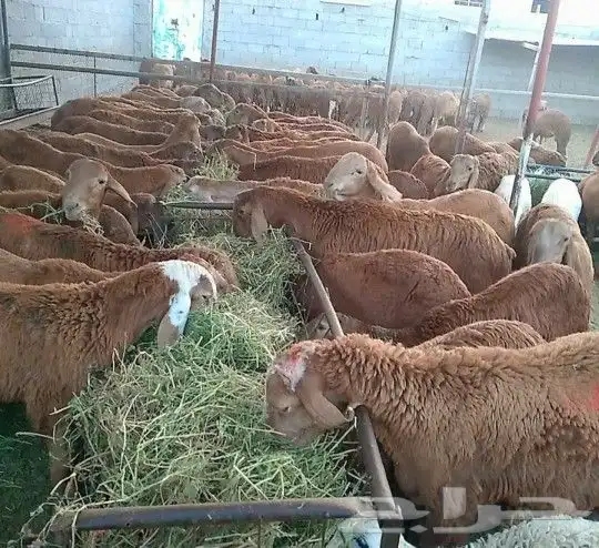 ذبائح نعيمي سواكني تيوس مزارعنا 8