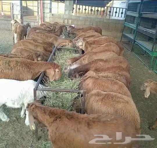 ذبائح نعيمي سواكني تيوس مزارعنا 11