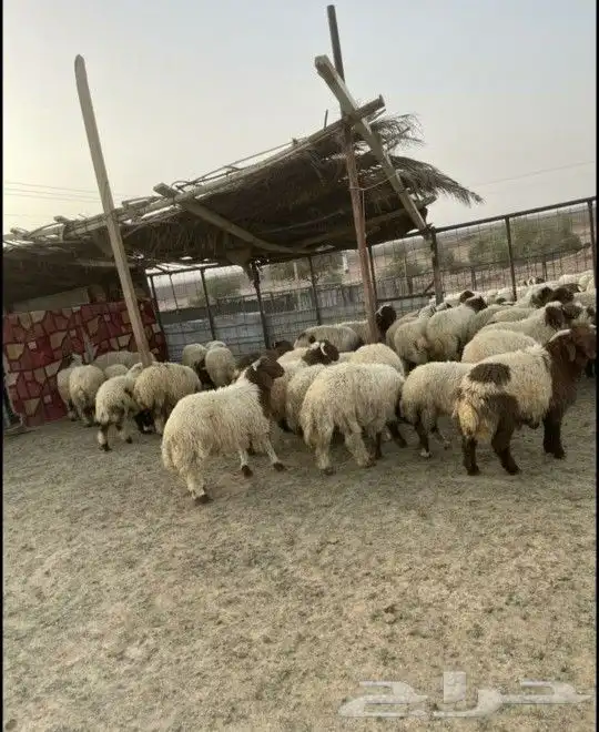 ذبائح نعيمي سواكني تيوس مزارعنا 6