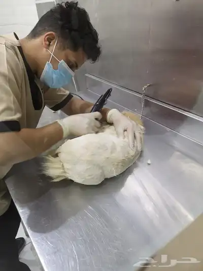 BEauty Cat لخدمة الحيوانات الأليفة 1