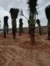 تبوك تبوك تبوك 43