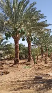 تبوك تبوك تبوك 50