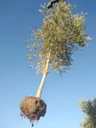 تبوك تبوك تبوك 41