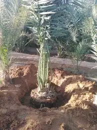تبوك تبوك تبوك 48