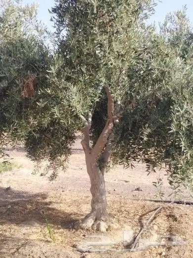 تبوك تبوك تبوك 11