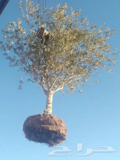 تبوك تبوك تبوك 28
