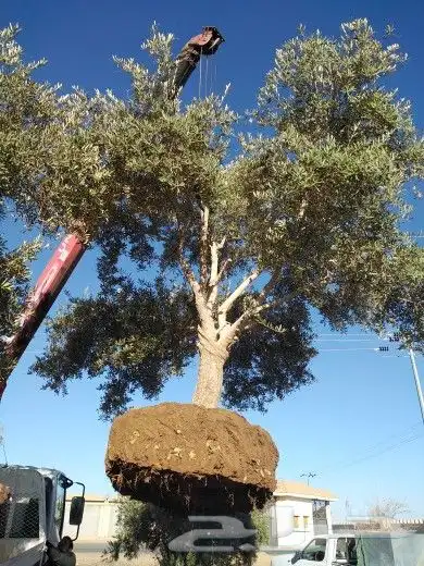 تبوك تبوك تبوك 16