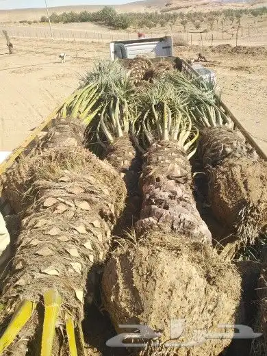 تبوك تبوك تبوك 17