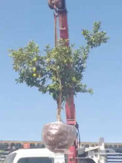 تبوك تبوك تبوك 19