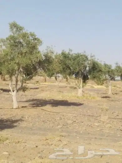 تبوك تبوك تبوك 8