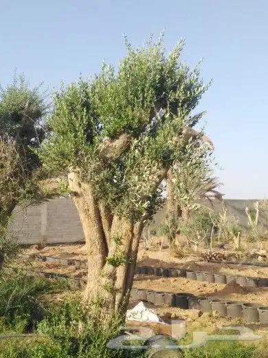 تبوك تبوك تبوك 23