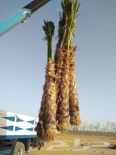 تبوك تبوك تبوك 22
