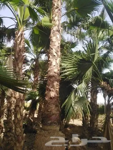 تبوك تبوك تبوك 18