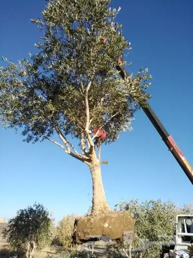 تبوك تبوك تبوك 0