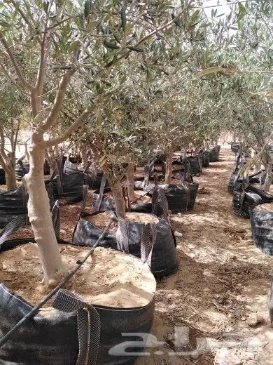 تبوك تبوك تبوك 5