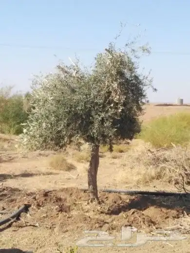تبوك تبوك تبوك 26